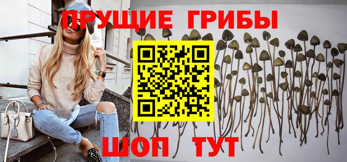 Псилоцибиновые грибы GOLDEN TEACHER Владивосток